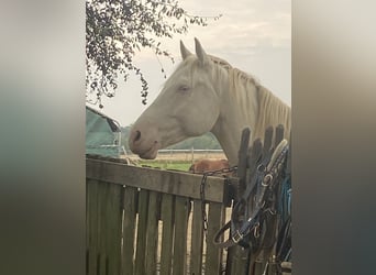 Lusitanos Mix, Wallach, 6 Jahre, 153 cm, Cremello