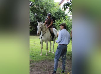 Lusitanos Mix, Wallach, 6 Jahre, 153 cm, Cremello