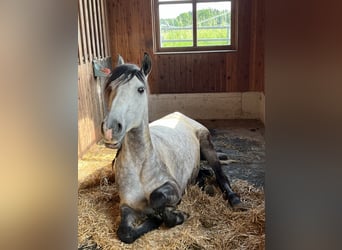Lusitanos, Wallach, 6 Jahre, 155 cm, Apfelschimmel