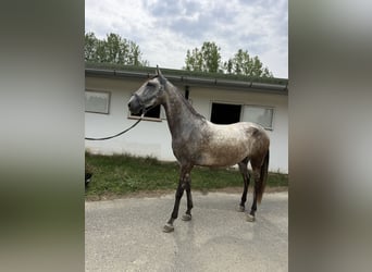 Lusitanos, Wallach, 6 Jahre, 155 cm, Falbe