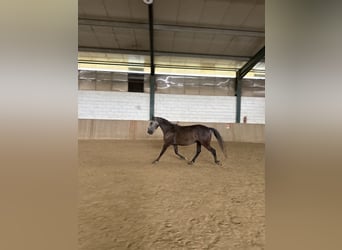 Lusitanos, Wallach, 6 Jahre, 155 cm, Kann Schimmel werden