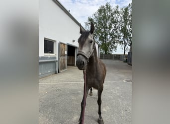 Lusitanos, Wallach, 6 Jahre, 155 cm, Kann Schimmel werden