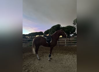 Lusitanos, Wallach, 6 Jahre, 156 cm, Fuchs