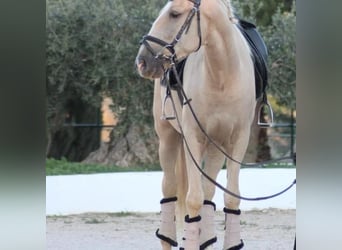 Lusitanos, Wallach, 6 Jahre, 157 cm, Perlino