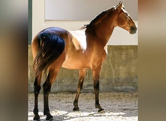 Lusitanos, Wallach, 6 Jahre, 158 cm, Brauner