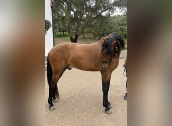 Lusitanos, Wallach, 6 Jahre, 158 cm, Brauner
