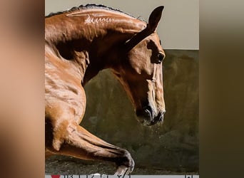 Lusitanos, Wallach, 6 Jahre, 158 cm, Brauner
