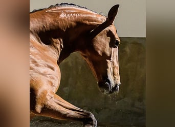Lusitanos, Wallach, 6 Jahre, 158 cm, Brauner