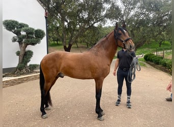 Lusitanos, Wallach, 6 Jahre, 158 cm, Brauner