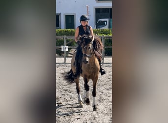 Lusitanos, Wallach, 6 Jahre, 158 cm, Buckskin