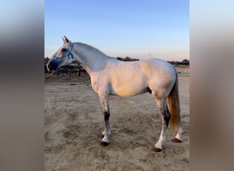 Lusitanos, Wallach, 6 Jahre, 158 cm, Schimmel