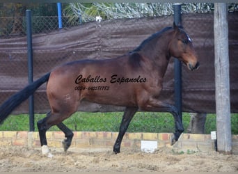 Lusitanos, Wallach, 6 Jahre, 159 cm, Dunkelbrauner