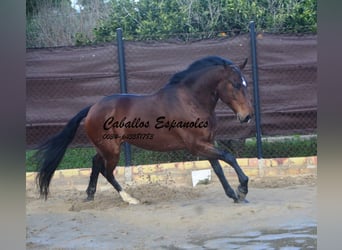 Lusitanos, Wallach, 6 Jahre, 159 cm, Dunkelbrauner