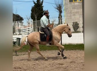 Lusitanos, Wallach, 6 Jahre, 159 cm, Palomino