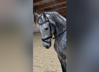 Lusitanos Mix, Wallach, 6 Jahre, 159 cm, Schimmel