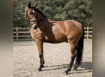 Lusitanos, Wallach, 6 Jahre, 160 cm, Brauner