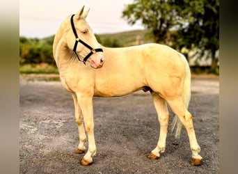 Lusitanos, Wallach, 6 Jahre, 160 cm, Cremello