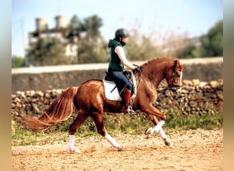 Lusitanos, Wallach, 6 Jahre, 160 cm, Fuchs