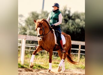Lusitanos, Wallach, 6 Jahre, 160 cm, Fuchs