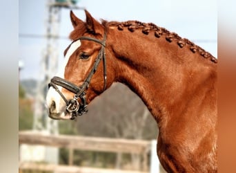 Lusitanos, Wallach, 6 Jahre, 160 cm, Fuchs