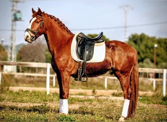 Lusitanos, Wallach, 6 Jahre, 160 cm, Fuchs