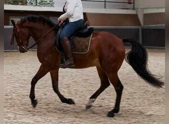 Lusitanos, Wallach, 6 Jahre, 161 cm, Brauner