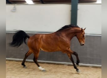 Lusitanos, Wallach, 6 Jahre, 161 cm, Brauner