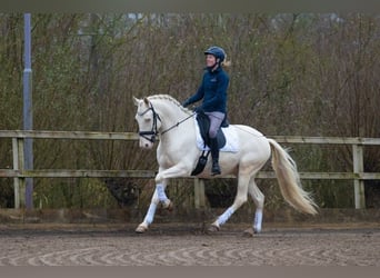 Lusitanos, Wallach, 6 Jahre, 161 cm, Cremello