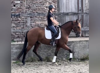 Lusitanos, Wallach, 6 Jahre, 162 cm, Brauner