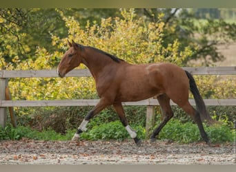 Lusitanos, Wallach, 6 Jahre, 162 cm, Brauner