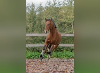 Lusitanos, Wallach, 6 Jahre, 162 cm, Brauner