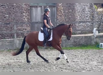 Lusitanos, Wallach, 6 Jahre, 162 cm, Brauner