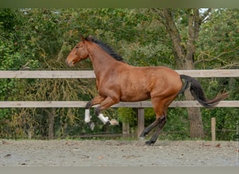 Lusitanos, Wallach, 6 Jahre, 162 cm, Brauner