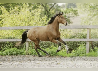 Lusitanos, Wallach, 6 Jahre, 162 cm, Brauner