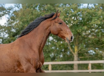 Lusitanos, Wallach, 6 Jahre, 162 cm, Brauner