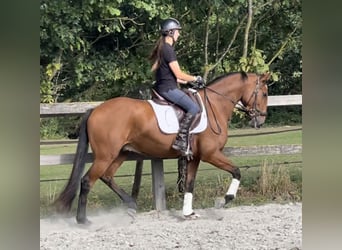 Lusitanos, Wallach, 6 Jahre, 162 cm, Brauner