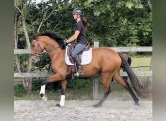 Lusitanos, Wallach, 6 Jahre, 162 cm, Brauner