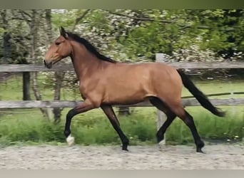 Lusitanos, Wallach, 6 Jahre, 162 cm, Brauner