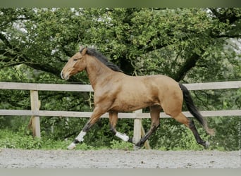 Lusitanos, Wallach, 6 Jahre, 162 cm, Brauner