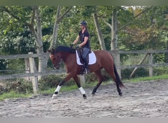Lusitanos, Wallach, 6 Jahre, 162 cm, Brauner