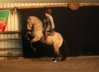 Lusitanos, Wallach, 6 Jahre, 162 cm, Buckskin