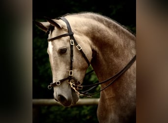 Lusitanos, Wallach, 6 Jahre, 162 cm, Buckskin