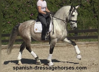 Lusitanos, Wallach, 6 Jahre, 162 cm, Schimmel
