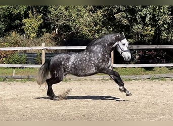 Lusitanos, Wallach, 6 Jahre, 162 cm, Schimmel