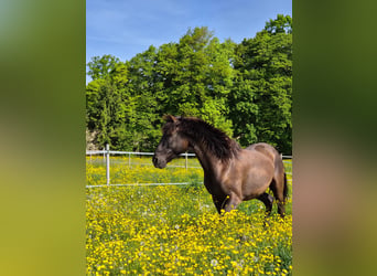Lusitanos, Wallach, 6 Jahre, 162 cm, Schwarzbrauner