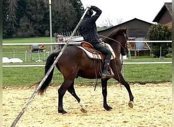 Lusitanos, Wallach, 6 Jahre, 162 cm, Schwarzbrauner