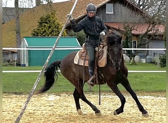 Lusitanos, Wallach, 6 Jahre, 162 cm, Schwarzbrauner