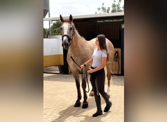 Lusitanos, Wallach, 6 Jahre, 163 cm, Apfelschimmel