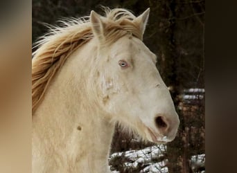 Lusitanos, Wallach, 6 Jahre, 164 cm, Cremello