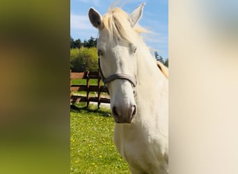 Lusitanos, Wallach, 6 Jahre, 164 cm, Cremello
